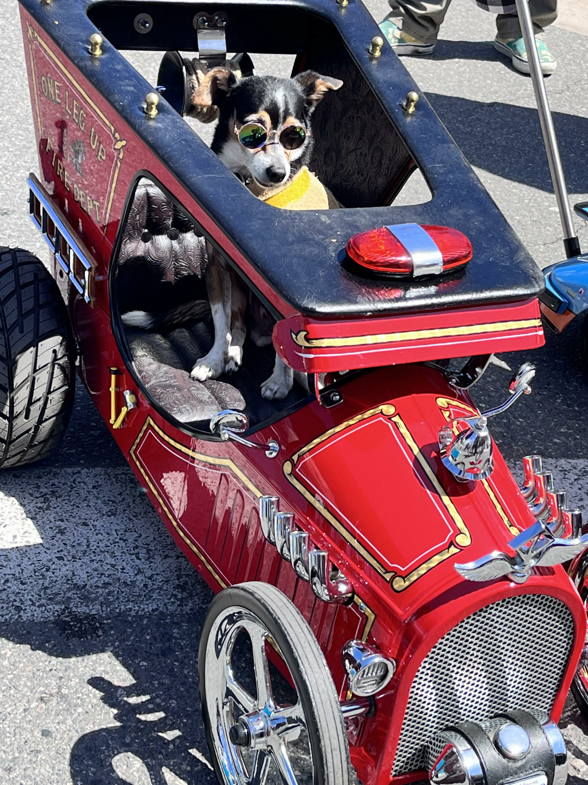 Fire-Engine-Chihuahua-scaled
