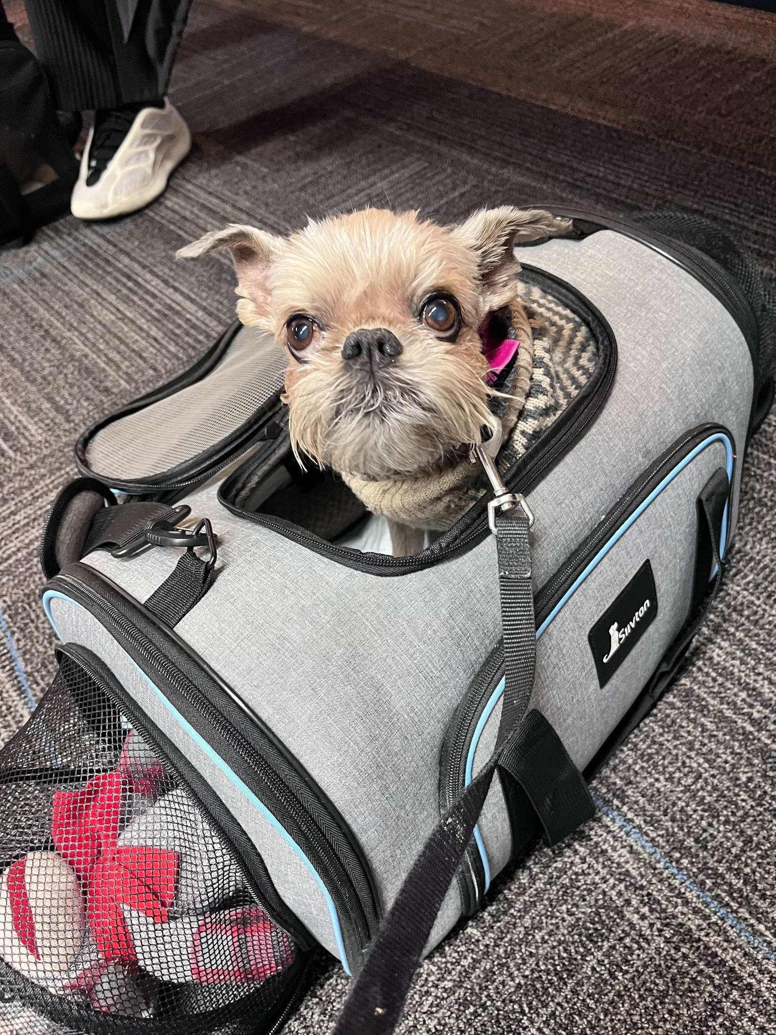 xr:d:DAF1kaIXOm8:3,j:6207496928059113205,t:23112917